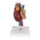 3B Scientific K22-3 Kidneys with Rear Organs of Upper Abdomen Model 3-Part - 3B Smart Anatomy