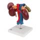 3B Scientific K22-3 Kidneys with Rear Organs of Upper Abdomen Model 3-Part - 3B Smart Anatomy