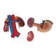 3B Scientific K22-3 Kidneys with Rear Organs of Upper Abdomen Model 3-Part - 3B Smart Anatomy