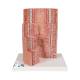 3B Scientific K23 MICROanatomy Digestive System Model, 20 Times Magnified - 3B Smart Anatomy