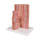 3B Scientific K23 MICROanatomy Digestive System Model, 20 Times Magnified - 3B Smart Anatomy