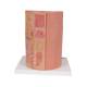 3B Scientific K23 MICROanatomy Digestive System Model, 20 Times Magnified - 3B Smart Anatomy
