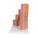 3B Scientific K23 MICROanatomy Digestive System Model, 20 Times Magnified - 3B Smart Anatomy
