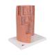 3B Scientific K23 MICROanatomy Digestive System Model, 20 Times Magnified - 3B Smart Anatomy