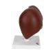 3B Scientific K25 Liver Model with Gall Bladder - 3B Smart Anatomy