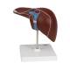 3B Scientific K25 Liver Model with Gall Bladder - 3B Smart Anatomy