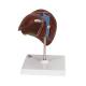 3B Scientific K25 Liver Model with Gall Bladder - 3B Smart Anatomy