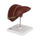 3B Scientific K25 Liver Model with Gall Bladder - 3B Smart Anatomy