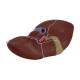 3B Scientific K25 Liver Model with Gall Bladder - 3B Smart Anatomy