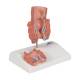 3B Scientific K27 Hemorrhoid Model - 3B Smart Anatomy