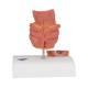 3B Scientific K27 Hemorrhoid Model - 3B Smart Anatomy