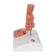 3B Scientific K27 Hemorrhoid Model - 3B Smart Anatomy