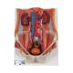 3B Scientific K32 Dual Sex Urinary System Model 6-Part - 3B Smart Anatomy