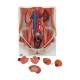 3B Scientific K32 Dual Sex Urinary System Model 6-Part - 3B Smart Anatomy