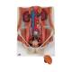 3B Scientific K32 Dual Sex Urinary System Model 6-Part - 3B Smart Anatomy