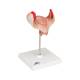 3B Scientific L10-1 First Month Embryo Model