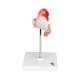 3B Scientific L10-1 First Month Embryo Model