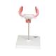 3B Scientific L10-1 First Month Embryo Model