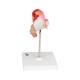 3B Scientific L10-1 First Month Embryo Model