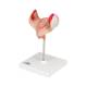 3B Scientific L10-1 First Month Embryo Model