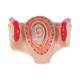 3B Scientific L10-1 First Month Embryo Model