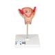 3B Scientific L10-2 Second Month Embryo Model