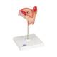 3B Scientific L10-2 Second Month Embryo Model