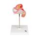 3B Scientific L10-2 Second Month Embryo Model