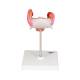 3B Scientific L10-2 Second Month Embryo Model