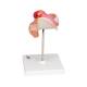 3B Scientific L10-2 Second Month Embryo Model