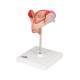 3B Scientific L10-2 Second Month Embryo Model
