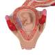 3B Scientific L10-2 Second Month Embryo Model