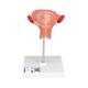 3B Scientific L10/3 Third Month Embryo Model