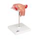 3B Scientific L10/3 Third Month Embryo Model