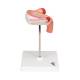 3B Scientific L10/3 Third Month Embryo Model