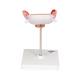 3B Scientific L10/3 Third Month Embryo Model