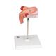 3B Scientific L10/3 Third Month Embryo Model
