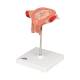 3B Scientific L10/3 Third Month Embryo Model