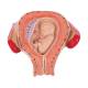 3B Scientific L10/3 Third Month Embryo Model