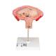 3B Scientific L10 Pregnancy Series Includes Fourth Month Fetus Model - Transverse Lie Position