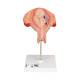 3B Scientific L10 Pregnancy Series Includes Fifth Month Fetus Model - Breech Position