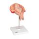 3B Scientific L10/5 Fifth Month Fetus Model - Breech Position
