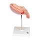 3B Scientific L10/5 Fifth Month Fetus Model - Breech Position