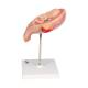 3B Scientific L10/5 Fifth Month Fetus Model - Breech Position