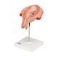 3B Scientific L10/5 Fifth Month Fetus Model - Breech Position