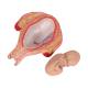 3B Scientific L10/5 Fifth Month Fetus Model - Breech Position
