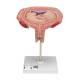 3B Scientific L10/6 Fifth Month Fetus Model - Transverse Lie