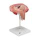 3B Scientific L10/6 Fifth Month Fetus Model - Transverse Lie