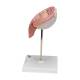 3B Scientific L10/6 Fifth Month Fetus Model - Transverse Lie