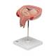 3B Scientific L10/6 Fifth Month Fetus Model - Transverse Lie